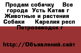 Продам собачку  - Все города, Усть-Катав г. Животные и растения » Собаки   . Карелия респ.,Петрозаводск г.